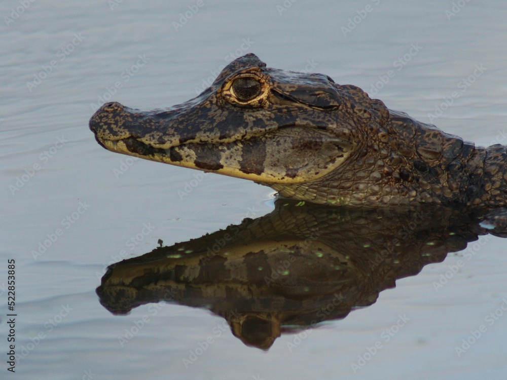 crocodile in the water