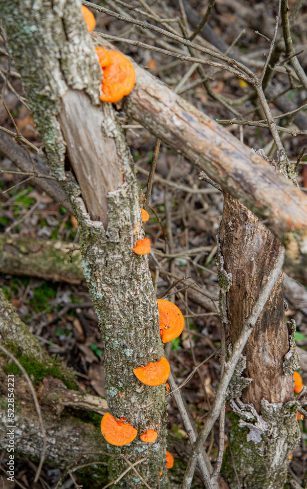 Hongos naranjas (pycnoporus sanguineus) en tronco Hongos naranjas (pycnoporus sanguineus) en tronco