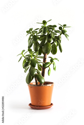 Jade plant (Crassula ovata) in a flower pot isolated on white background