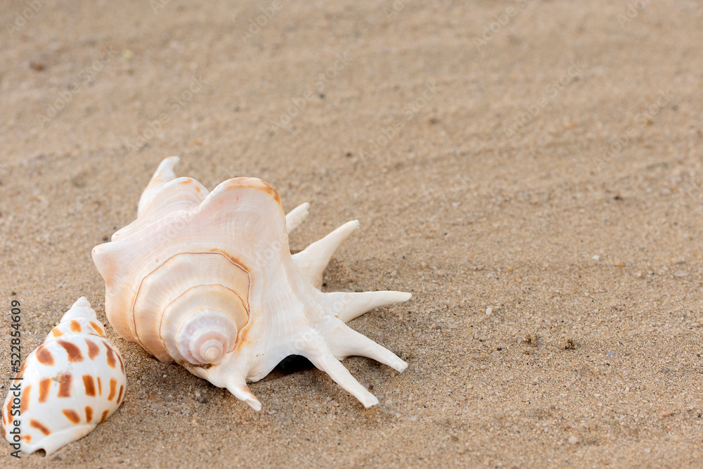 Large sea shells lie on yellow sand, sunny day, space for text, copy space Large sea shells lie on yellow sand, sunny day, space for text, copy space