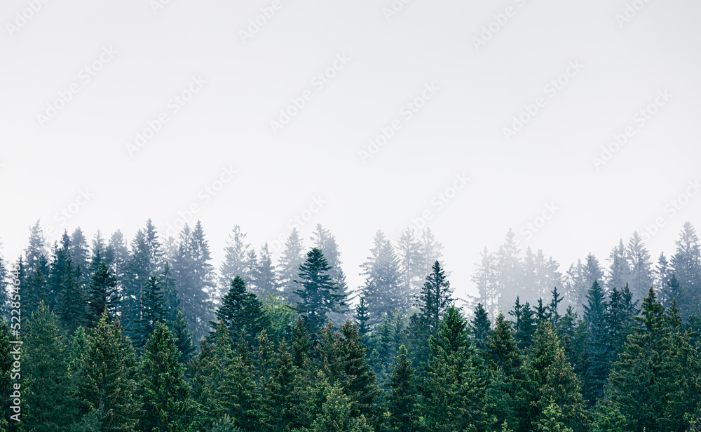 Misty pine tree forest 