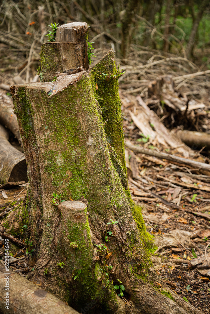 Obraz premium Tocon con musgo