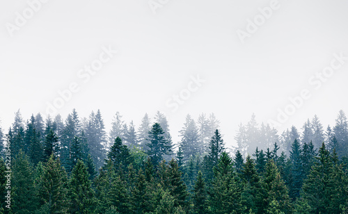 Misty pine tree forest 