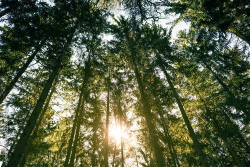 Beautiful sunshine light shinning through forest trees. Peaceful nature green background.