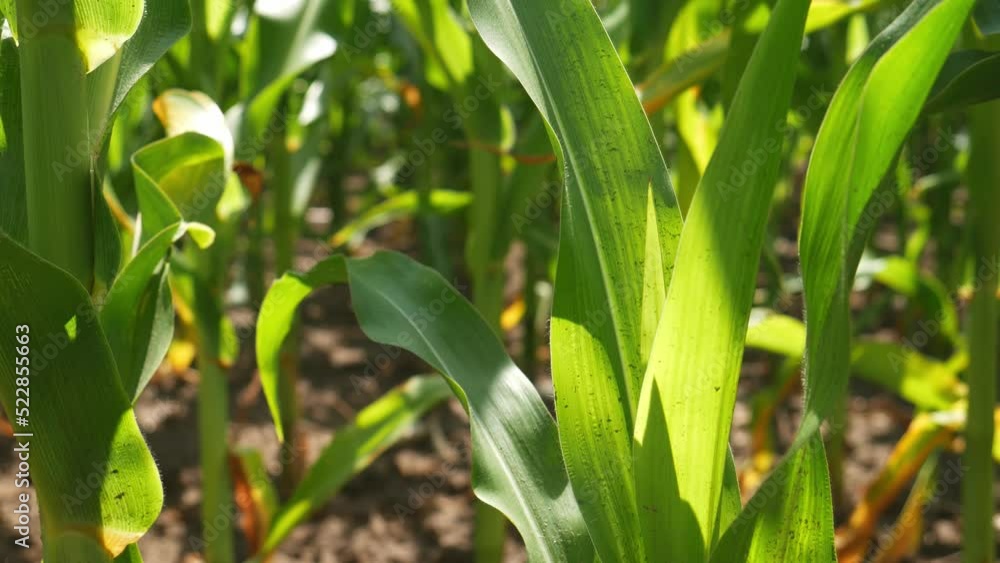 Green leaves of corn in the wind. Agricultural land with green corn. Growing high quality corn. cultivated fields.Green leaves of corn in the wind. Agricultural land with green corn. Growing high qual Green leaves of corn in the wind. Agricultural land with green corn. Growing high quality corn. cultivated fields.Green leaves of corn in the wind. Agricultural land with green corn. Growing high qual
