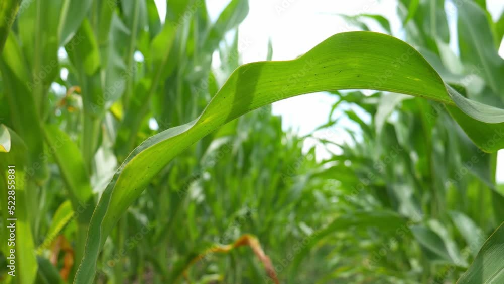 Green leaves of corn in the wind. Agricultural land with green corn. Growing high quality corn. cultivated fields.Green leaves of corn in the wind. Agricultural land with green corn. Growing high qual Green leaves of corn in the wind. Agricultural land with green corn. Growing high quality corn. cultivated fields.Green leaves of corn in the wind. Agricultural land with green corn. Growing high qual