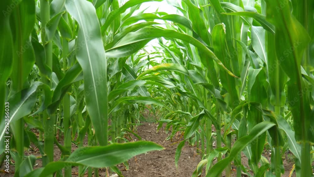 Green leaves of corn in the wind. Agricultural land with green corn. Growing high quality corn. cultivated fields.Green leaves of corn in the wind. Agricultural land with green corn. Growing high qual Green leaves of corn in the wind. Agricultural land with green corn. Growing high quality corn. cultivated fields.Green leaves of corn in the wind. Agricultural land with green corn. Growing high qual