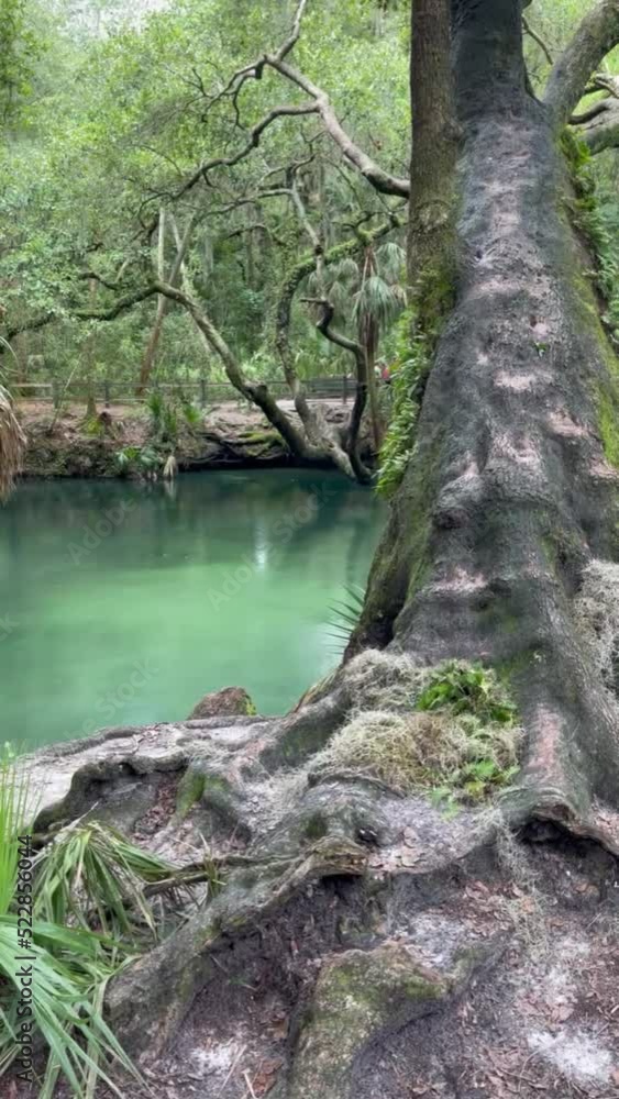 stream in the forest blue springs fed stream in the forest blue springs fed