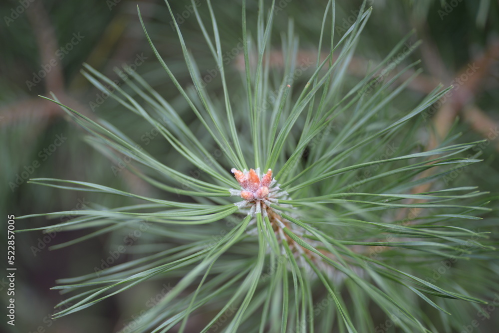 abstraction, photo of pine needles out of focus, green bokeh of a Christmas tree, on a green background, green pine trees, coniferous branches, young coniferous branches, coniferous cones, pine cones,