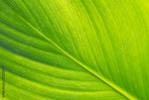 Leaf texture background. Banana green leaf close up background use us space for text or image backdrop design. Earth day ecology concept