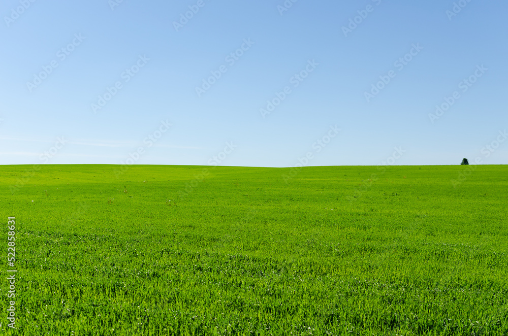 green field and sky in summer
