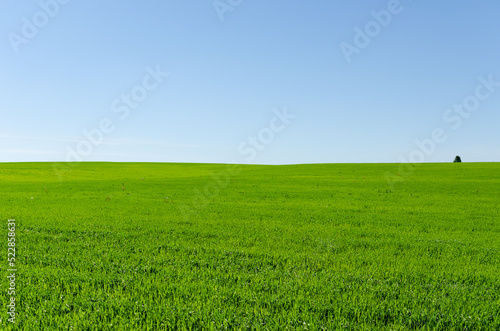 green field and sky in summer