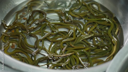 Close up of Thai eel swimming in bowl in daily fish market Bangkok photo