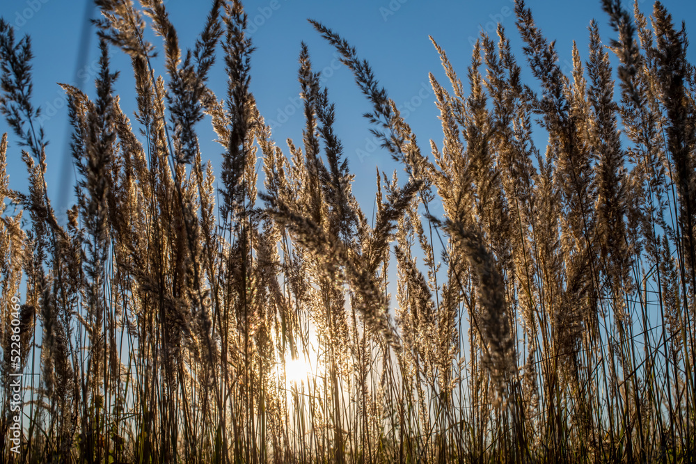 Fototapeta premium Wunderschöner Sonnenuntergang im goldenen Weizenfeld