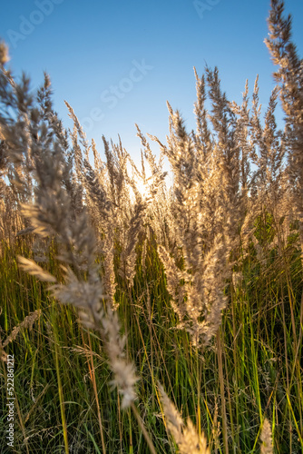 Wunderschöner Sonnenuntergang im goldenen Weizenfeld