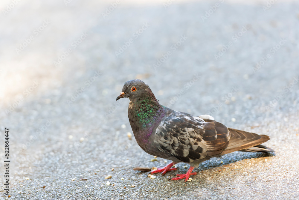 Rock pigeon in Central Park.New York City.New York.USA Rock pigeon in Central Park.New York City.New York.USA