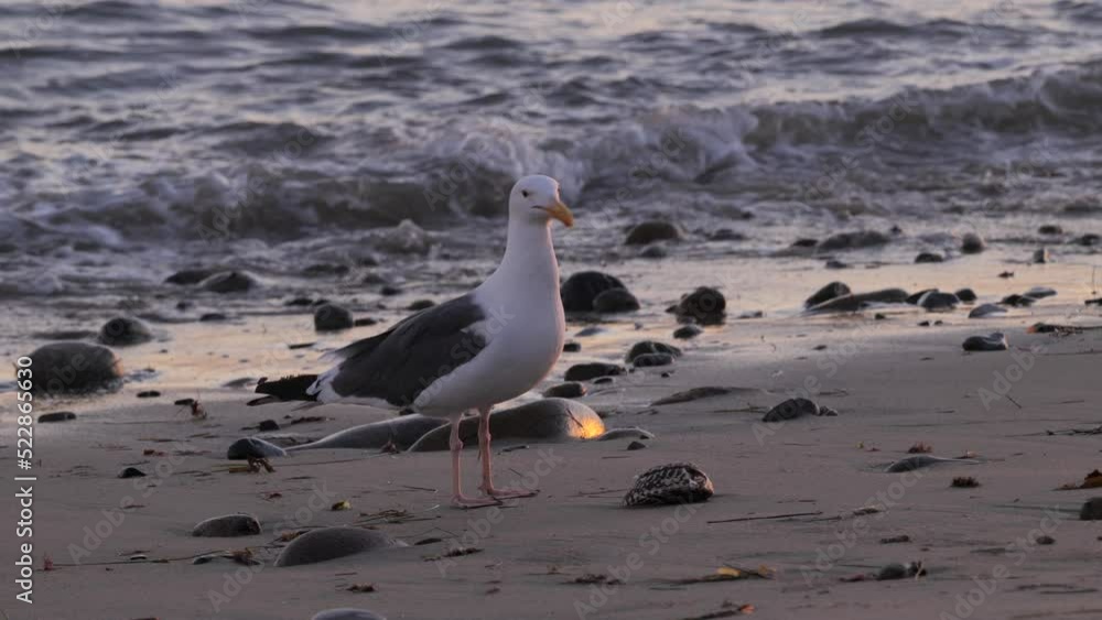 Seagulls are common inhabitants of the Pacific coast. San Onofre Beach, California, USA Seagulls are common inhabitants of the Pacific coast. San Onofre Beach, California, USA