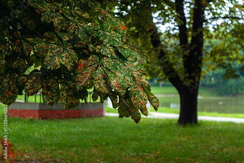 colorful leaves on the tree in the park photo