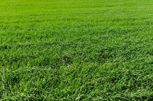green field closeup in summer