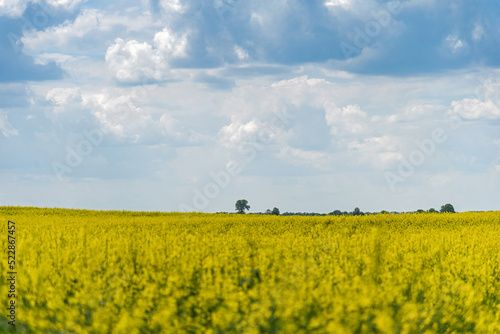 Beautiful natural summer landscape - rapeseed yellow field under blue cloudy sky  distant horizon  wide angle shooting  horizon infinity