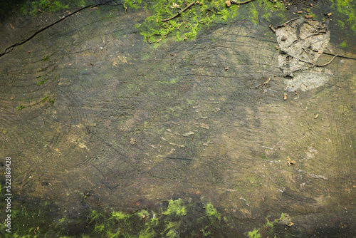 Wood textured background with green moss texture
