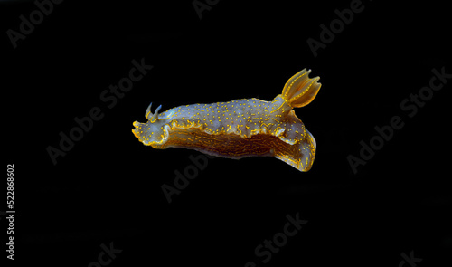 Felimare picta -Mediterranean biggest nudibranch, underwater photography                  photo