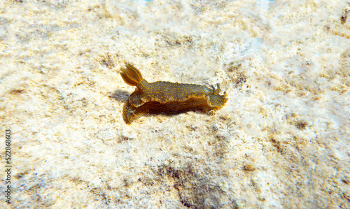 Felimare picta -Mediterranean biggest nudibranch  underwater photography                 