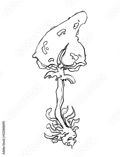 coloring book for children. tattoos. magic mushrooms. fly agarics. black line.