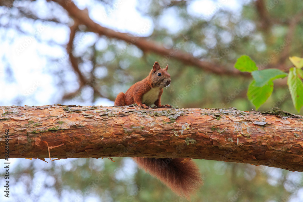 Eichhörnchen auf Baum Eichhörnchen auf Baum