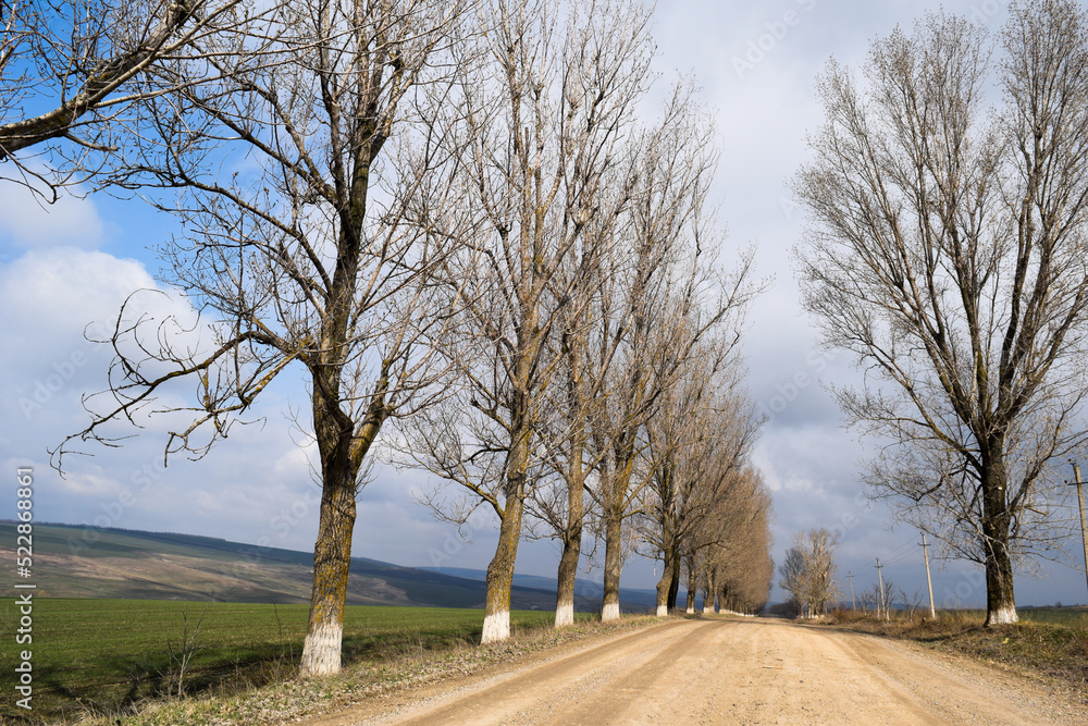 Country road among tall leafless trees Country road among tall leafless trees