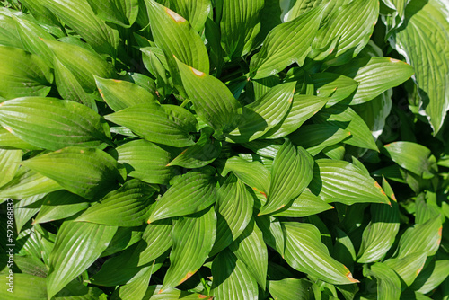 Bright green leaves of the hosta in the summer garden, landscaping