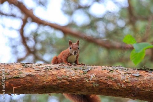 Eichhörnchen auf Baum