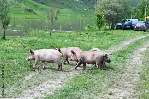 Free-range pigs graze grass on the river bank in the village in Moldova