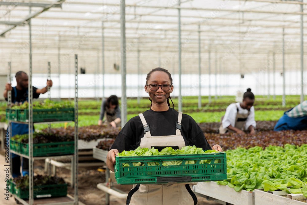 Fototapeta premium Portrait of organic farm worker in greenhouse holding crate with fresh batch of hand picked lettuce for local market. Smiling african american agricultural farmer showing daily production.