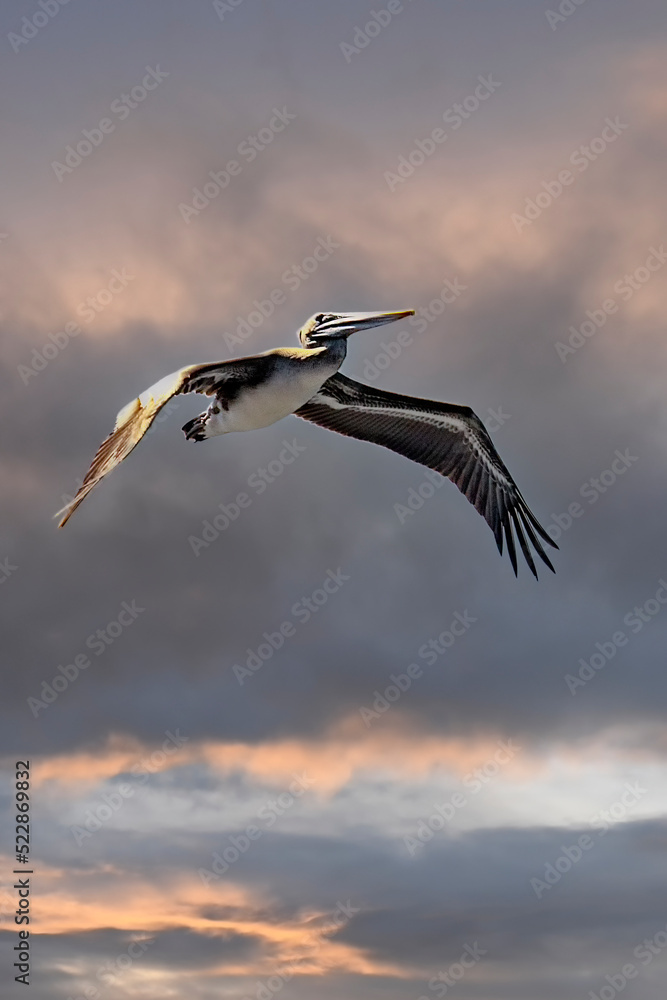 Fototapeta premium Pelican, Sunset
