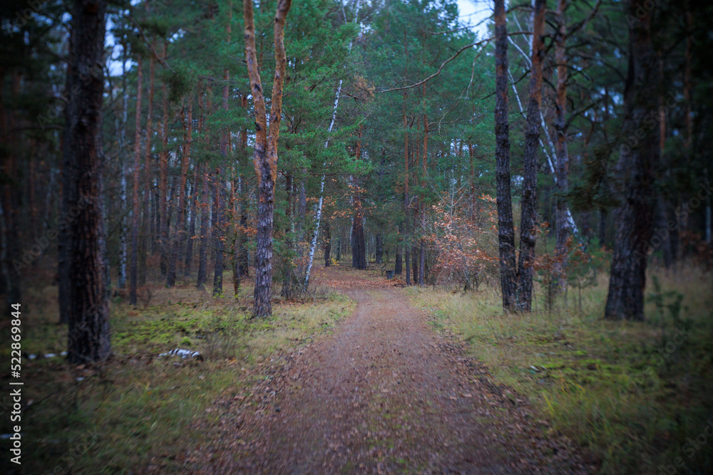 Fototapeta premium Weg auf der Insel, Eisenhüttenstadt
