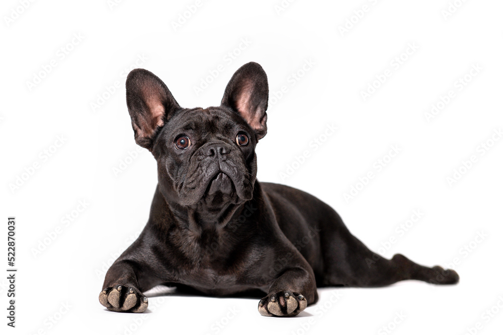 Studio shot of a black colored french bulldog lying down with a smart look - isolated on a white background.