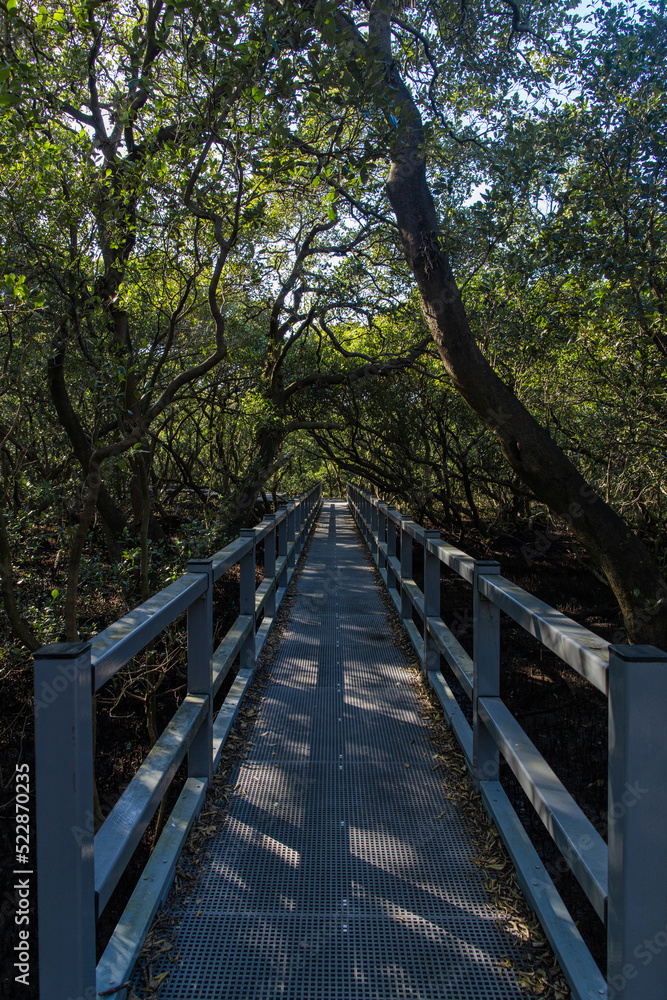 Small bridge between mangroves plantation.