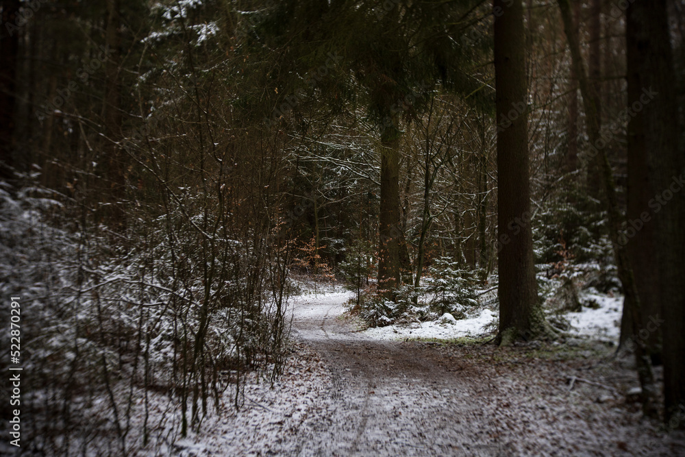 Winterwald, Wanderung im Winter im Schlaubetal Winterwald, Wanderung im Winter im Schlaubetal