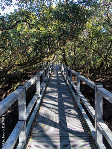 Small bridge between mangroves plantation.