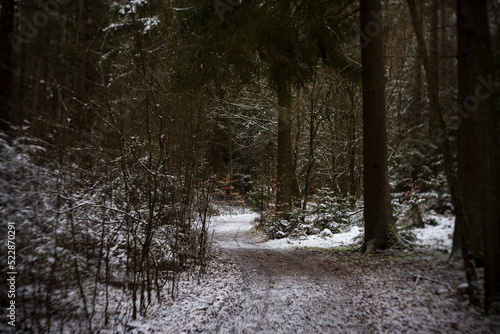 Wallpaper Mural Winterwald, Wanderung im Winter im Schlaubetal Torontodigital.ca