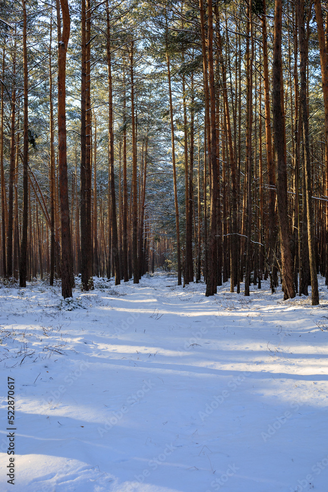 Winterwald, Wanderung im Winter im Wald Winterwald, Wanderung im Winter im Wald