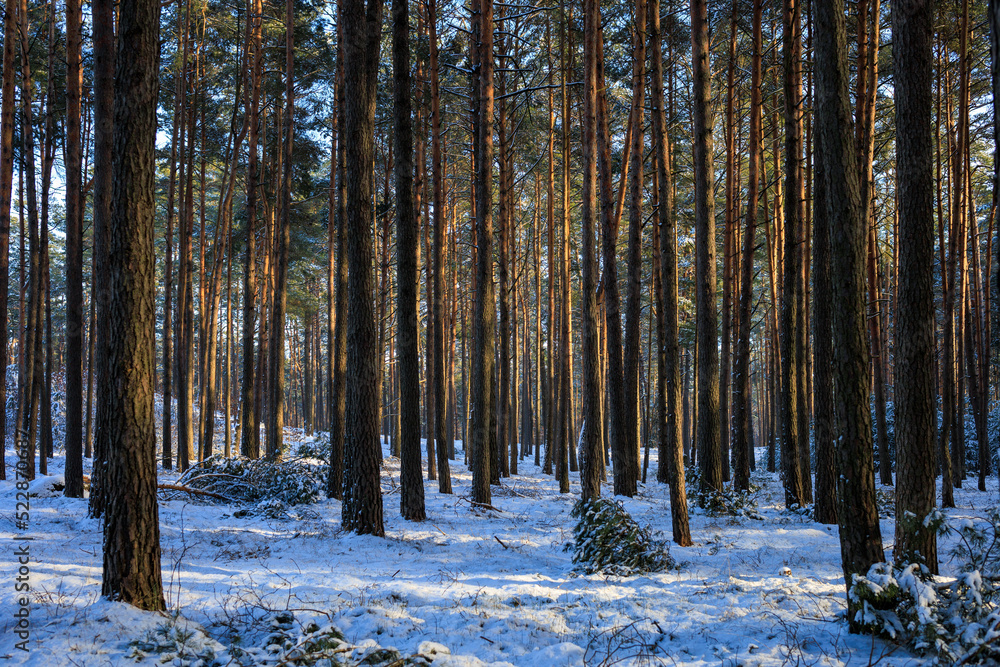 Winterwald, Wanderung im Winter im Wald Winterwald, Wanderung im Winter im Wald