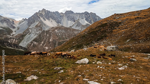 randonnée en montagne vaches