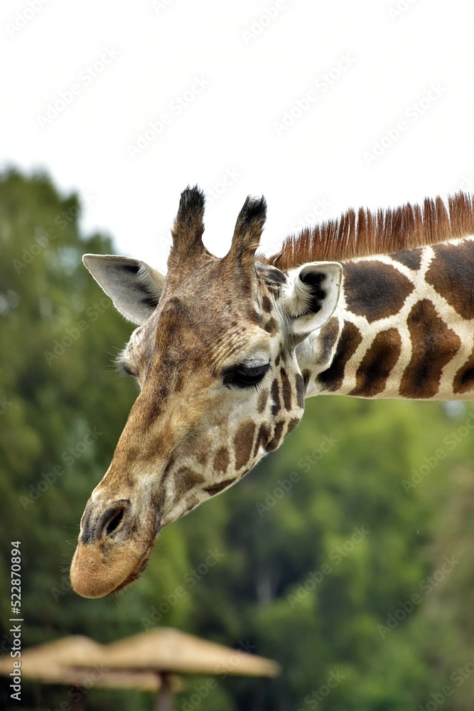 Obraz premium portrait of a giraffe
