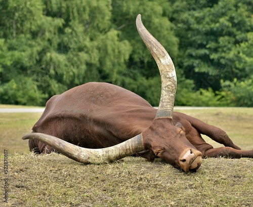 watusi cattel sleeping on the field