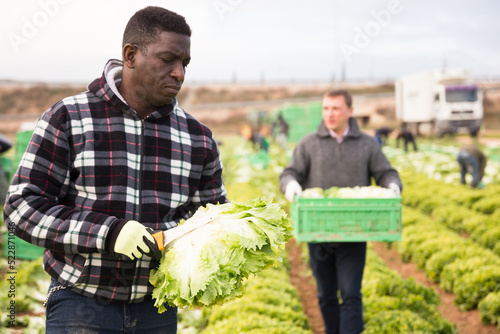 Focused African American workman cutting fresh green lettuce on farm field. Harvest time