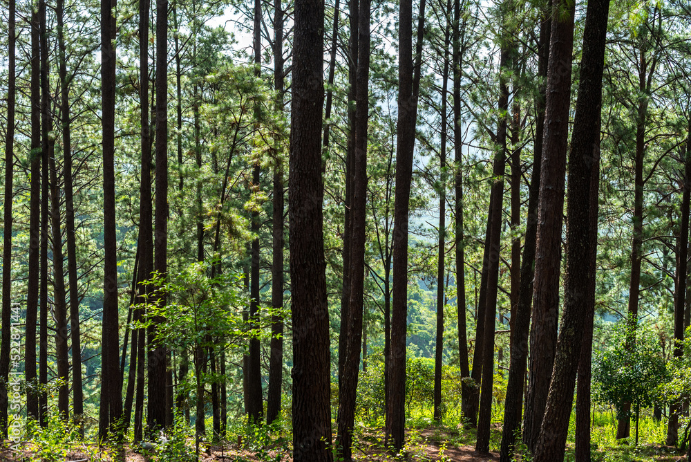 Pine forest medium Shot
