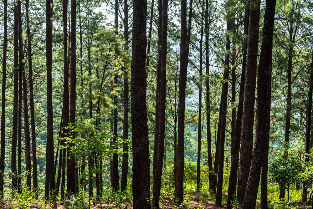Pine forest medium Shot Pine forest medium Shot