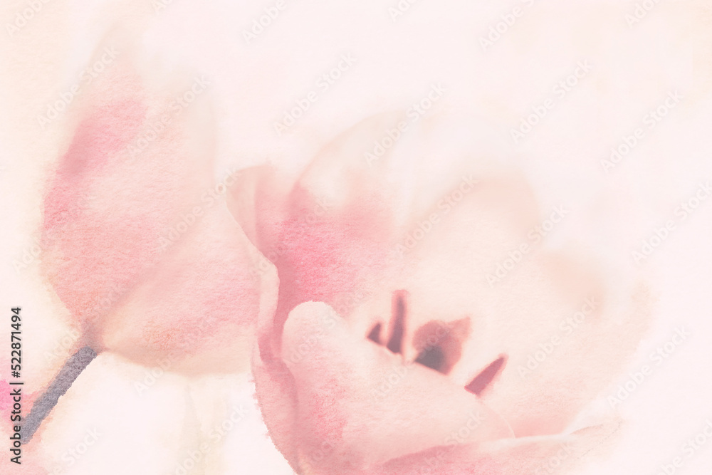 Romantic flower watercolor painting close up of pink tulips Romantic flower watercolor painting close up of pink tulips